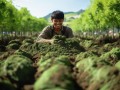 吃沙小伙的绿色奇迹，4万人的植树大军
