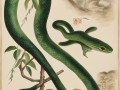 探秘三亚毒蛇，竹叶青与眼镜蛇的隐秘生活