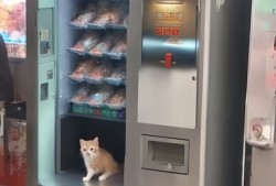苏州抓娃娃机惊现活体小猫，网友，这是猫主子下凡还是机器开挂？！