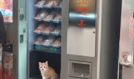 苏州抓娃娃机惊现活体小猫，网友，这是猫主子下凡还是机器开挂？！