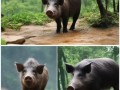重庆4A景区野猪出没，游客惊呼，这是要开动物园还是野猪林？
