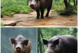 重庆4A景区野猪出没，游客惊呼，这是要开动物园还是野猪林？