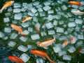 奇招频出！养殖户用冰块和藿香正气水给鱼解暑，网友直呼鱼生赢家