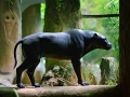 动物园豹猫饭碗旁惊现小虫子大军，管理员笑称，这波操作萌到我了！