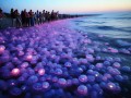 海滩奇观还是生物灾难？俄一海滩大规模水母聚集引居民恐慌
