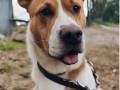 农村霸犬意外走红，主人笑谈，这狗，天生自带网红气质！