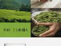 西湖龙井，一叶撩动全球的茶中贵族