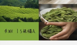 西湖龙井，一叶撩动全球的茶中贵族